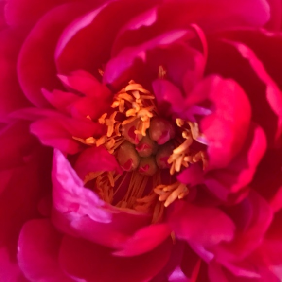 Lotus - Picture 2 of 7